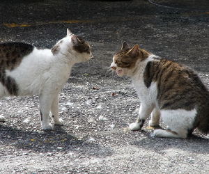 猫の喧嘩