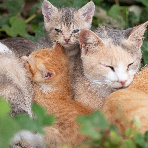 ノラ猫が増える