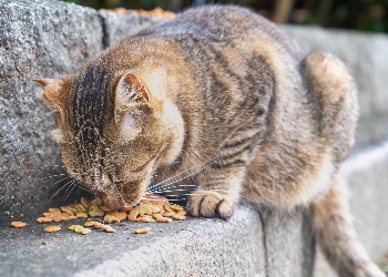 ノラ猫に餌やり