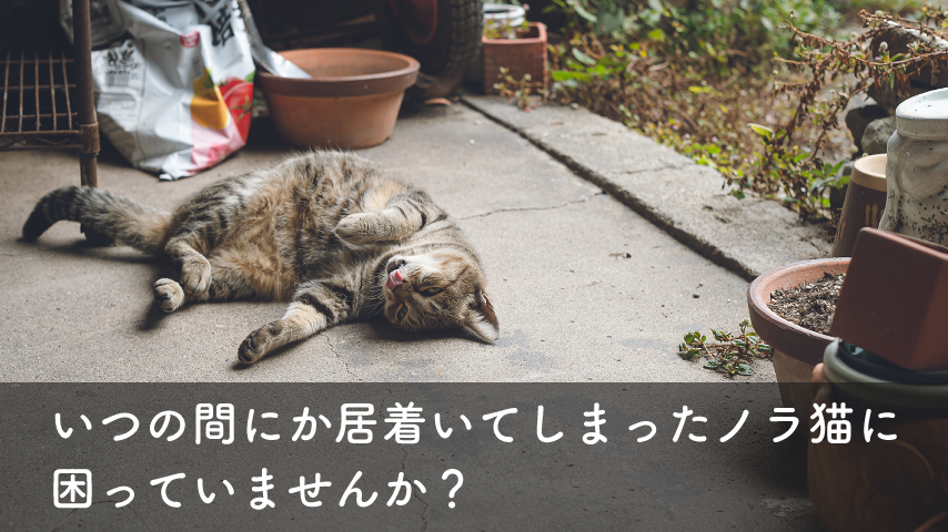 ノラ猫対策