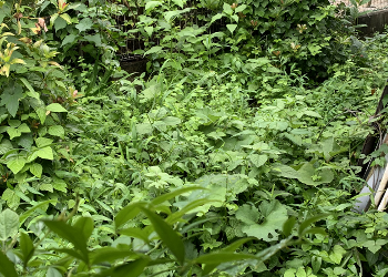 生い茂る雑草