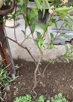 芝桜の植え替え