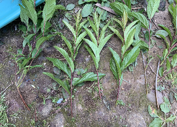 挿し木用に庭桜を採取