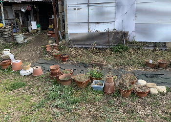 乱雑に並んだ植木鉢